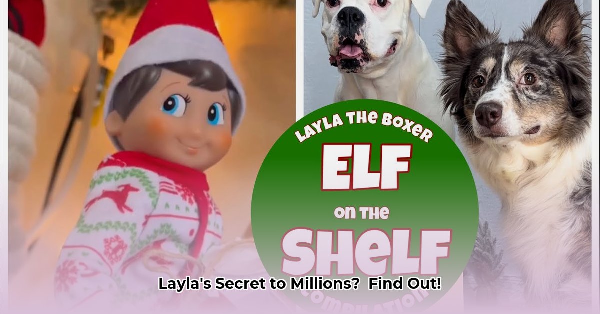 layla-the-boxer-net-worth